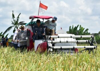 OKI Surplus Beras 238 Ribu Ton, Target Produksi Meningkat