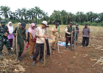 Pemerintah Desa Lubuk Gedang dan Jajaran Bersama Kapolsek, Danramil, Camat Tanam Jagung di Program 1 Juta Hektar