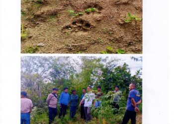 Heboh Penemuan Jejak Kaki Harimau, Pemkab Dairi Imbau Masyarakat agar Waspada