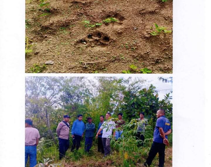 Heboh Penemuan Jejak Kaki Harimau, Pemkab Dairi Imbau Masyarakat agar Waspada