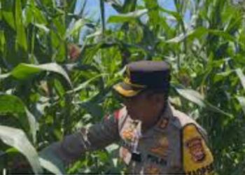 Program Ketahanan Pangan Nasional, Kapolres Mukomuko Cek Kebun Jagung