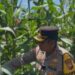 Program Ketahanan Pangan Nasional, Kapolres Mukomuko Cek Kebun Jagung