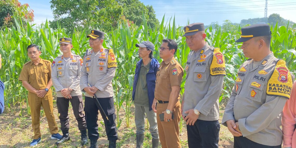 Polres Mukomuko Mendukung Program Ketahanan Pangan Nasional Dengan Melakukan Monitoring Jagung