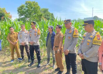 Polres Mukomuko Mendukung Program Ketahanan Pangan Nasional Dengan Melakukan Monitoring Jagung