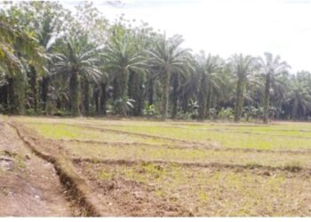 Petani Sawah di Lubuk Sanai Tiga Kesulitan Air, Sering Diusulkan ke Pemerintah, Belum Dapatkan Solusi
