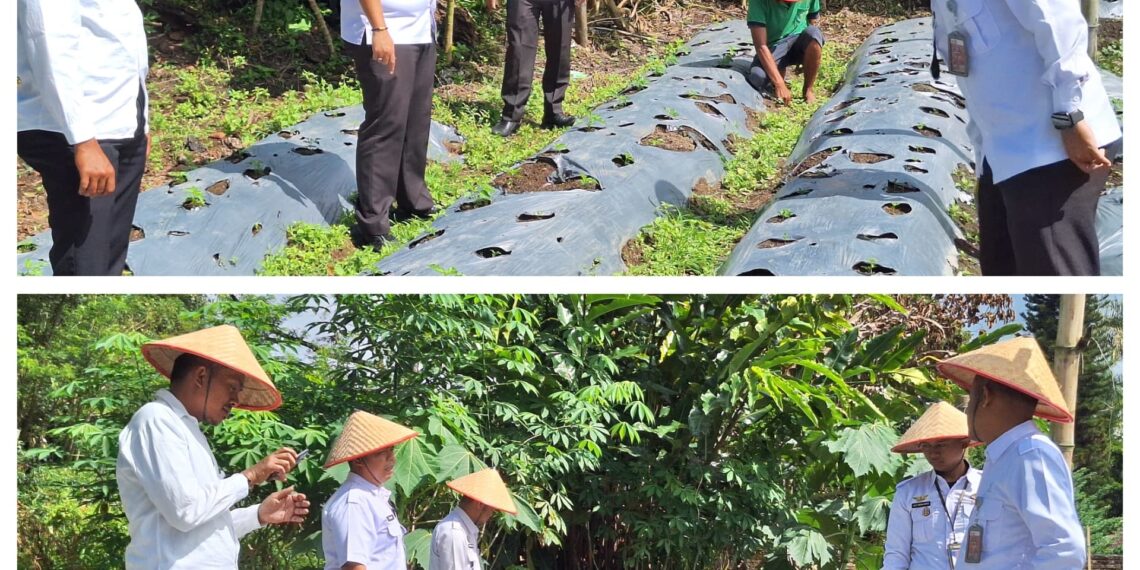 Bukti Nayata Dukung Program Ketahanan Pangan, Rutan Tarutung Kembali Panen Sayur
