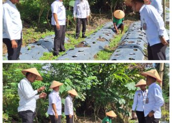 Bukti Nayata Dukung Program Ketahanan Pangan, Rutan Tarutung Kembali Panen Sayur