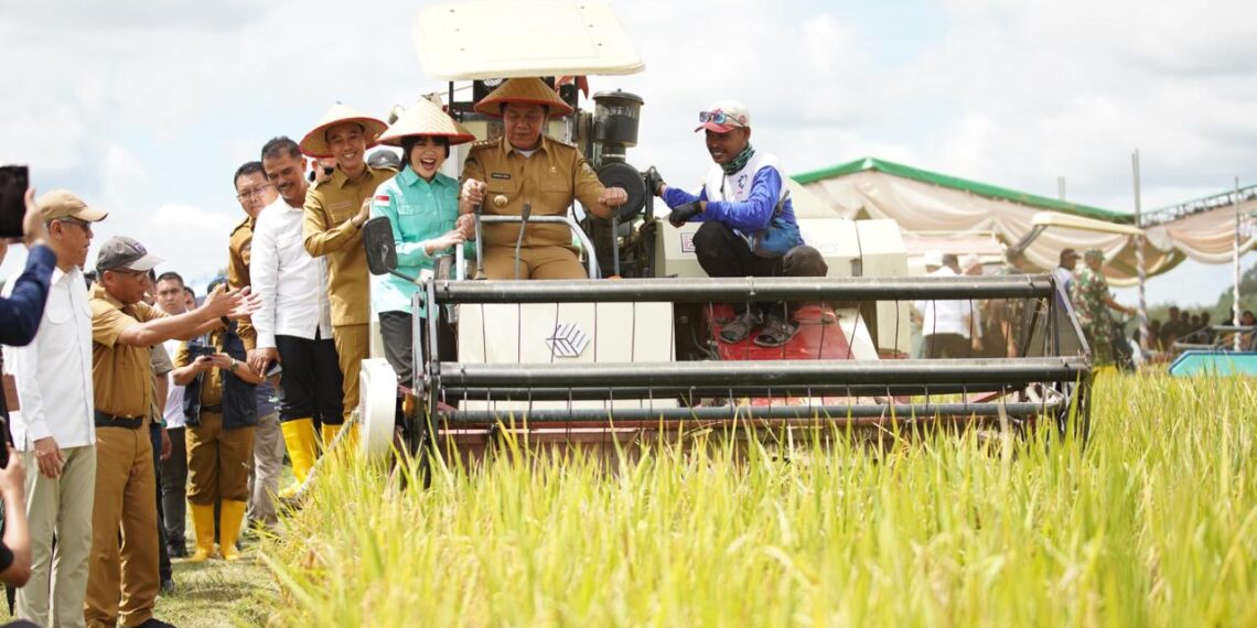 Wakili Sumsel, Petani OKI Panen Raya Serentak Bersama Presiden Secara Virtual