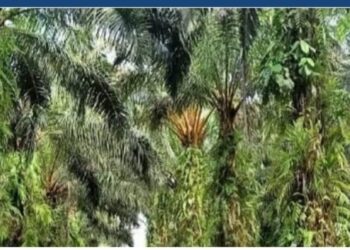 Dugaan Korupsi di Desa Talang Petai, Mukomuko: Ratusan Juta Rupiah Dana KMD Hilang?