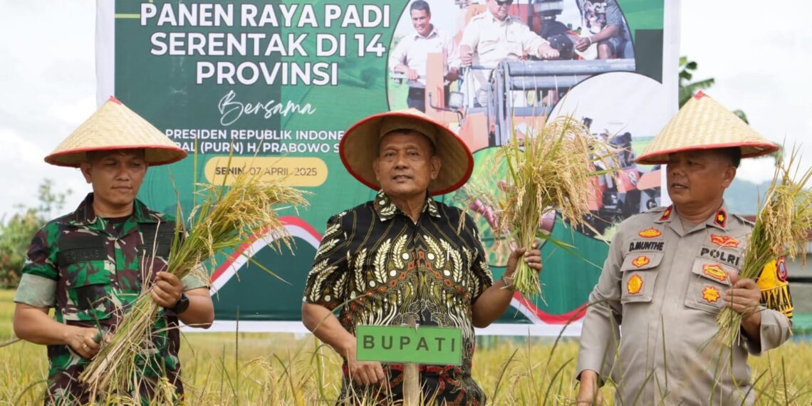 Desa Mbelang Malum Ikuti Panen Padi Serentak Se-Indonesia