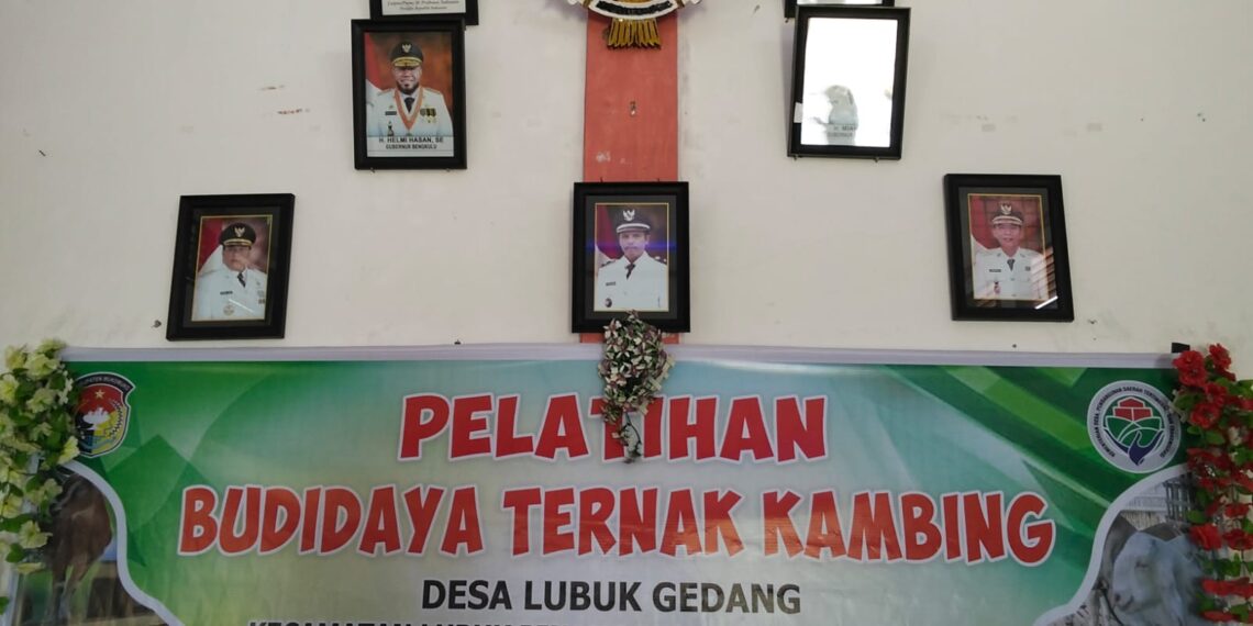 Pelatihan Budi Daya Ternak Kambing Desa Lubuk Gedang: Meningkatkan Kapasitas Petani Lokal