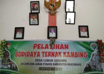 Pelatihan Budi Daya Ternak Kambing Desa Lubuk Gedang: Meningkatkan Kapasitas Petani Lokal
