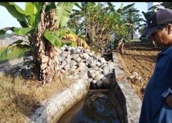 Krisis Irigasi di Desa Lubuk Sanai II: Petani Menjerit oleh Matrial Batu Menutupi Siring Irigasi