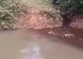 Warga Mukomuko Resah, Pabrik Sawit dan Pabrik Karet Milik Agromuko Diduga Buang Limbah ke Sungai