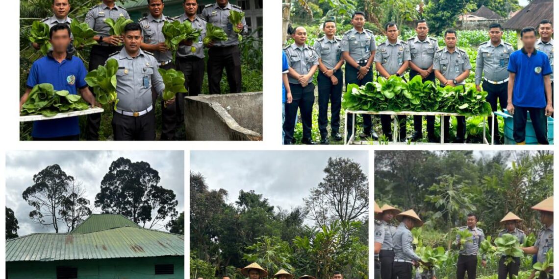 Rutan Tarutung Berhasil Panen 40 kg Sayuran Pakcoy, Karutan : “Bukti Pembinaan Kemandirian Berjalan Baik”