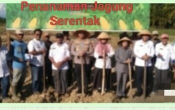 Kapolres Mukomuko Pimpin Penanaman Jagung Serentak, Dukung Swasembada Pangan Nasional!