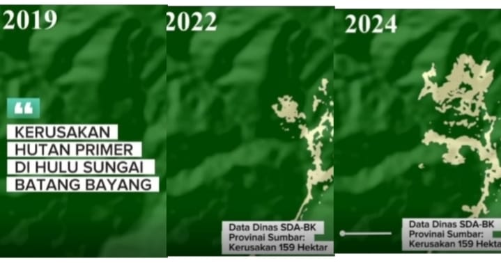 Darurat Lingkungan: 159 Hektar Hutan Primer Di Hulu Sungai Batang Bayang Porak Poranda Akibat Pemalakan Liar
