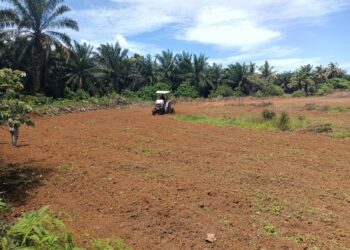 Pemerintah Desa Lubuk Gedang Mendukung Program Penanaman Jagung Satu Hektar Satu Desa