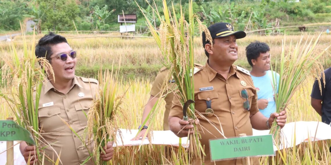 Wakil Bupati Panen Padi Bersama Warga Gunung Meriah