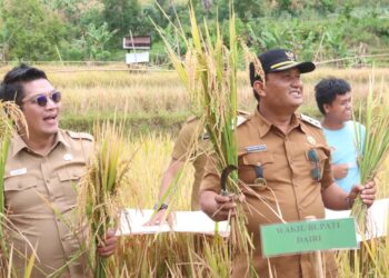 Wakil Bupati Panen Padi Bersama Warga Gunung Meriah