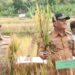 Wakil Bupati Panen Padi Bersama Warga Gunung Meriah