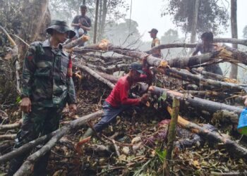 Penemuan Mayat di Sungai Napal, Mukomuko: Korban Tertimpa Pohon