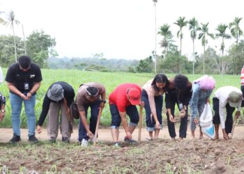 Tanam Padi Gogo di Desa Laumil, Kunci Tingkatkan Hasil Produksi Pangan di Lahan Kering, Amankan Pangan di Masa Mendatang