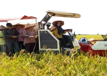 Bupati Mesuji Hj. Elfianah Hadiri Panen Padi Dan Tanam Padi Serentak di Desa Pangkal Mas