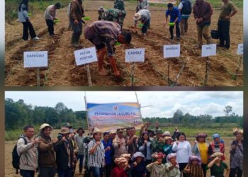 Poktan Permata Subur Gelar Penanaman Jagung P32 di Desa Lobutolong