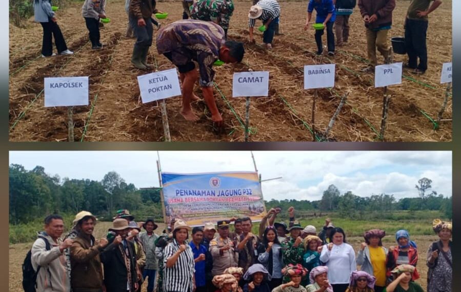 Poktan Permata Subur Gelar Penanaman Jagung P32 di Desa Lobutolong