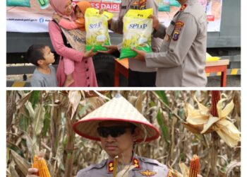 Polres Dairi Gelar Panen Raya Jagung Hingga Pangan Murah,Mendukung Ketahanan Pangan