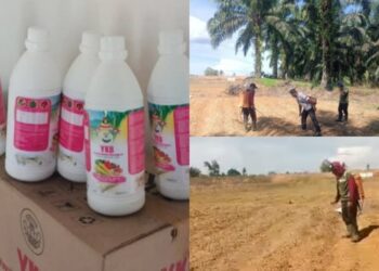 Kades Lubuk Gedang Kawal Program Sadesahe: Pantau Penyemprotan Pupuk Organik Tanaman Jagung