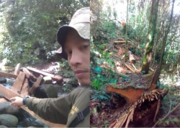 Deforestasi Mengkhawatirkan: Luas Hutan Indonesia Terus Menyusut, Bagaimana Nasib TNKS dan Hutan Lindung di Sumbar?