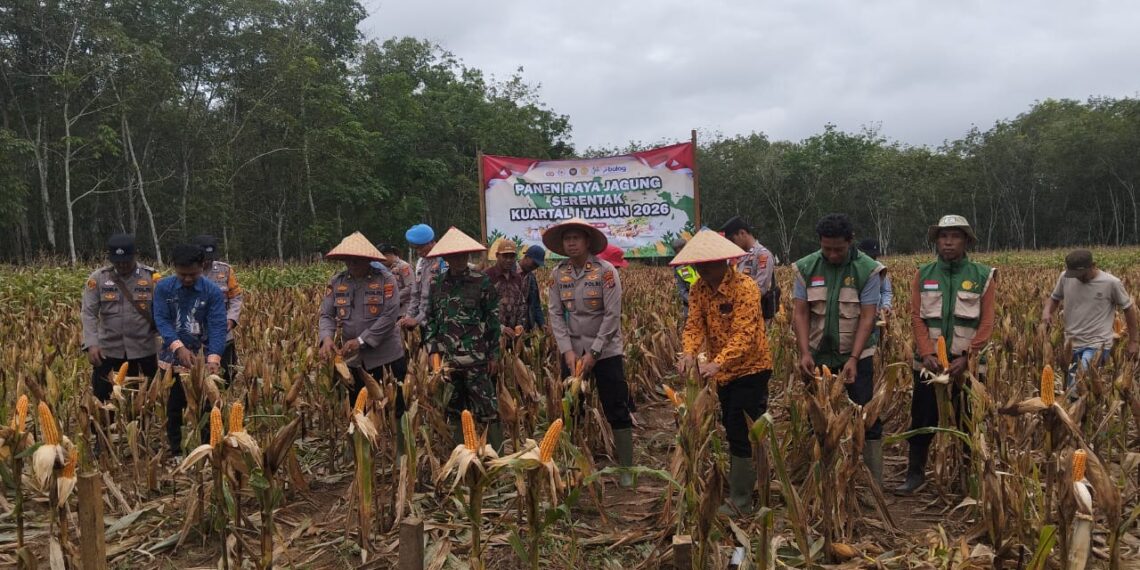 Polres Mesuji Dukung Swasembada Pangan, Panen Raya Jagung Serentak