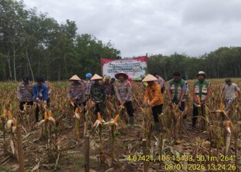 Polres Mesuji Dukung Swasembada Pangan, Panen Raya Jagung Serentak